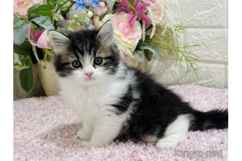 成約済の東京都のラガマフィン-71182の1枚目