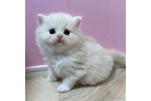 成約済の福岡県のマンチカン-71186の4枚目