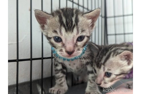 成約済の静岡県のベンガル-71198の1枚目