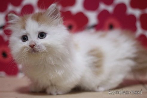 成約済の東京都のマンチカン(短足)-71215の2枚目