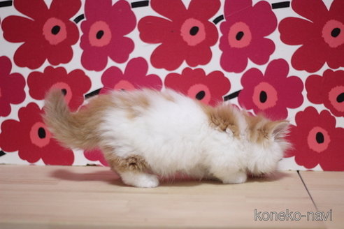 成約済の東京都のマンチカン(短足)-71215の3枚目