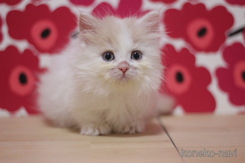 成約済の東京都のマンチカン(短足)-71218の3枚目