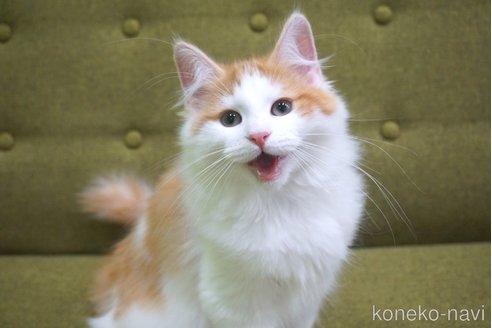 成約済の神奈川県のノルウェージャンフォレストキャット-69179の3枚目