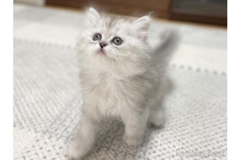 成約済の愛知県のミヌエット-70201の45枚目