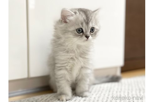 成約済の愛知県のミヌエット-70198の13枚目