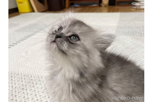 成約済の愛知県のミヌエット-70200の19枚目