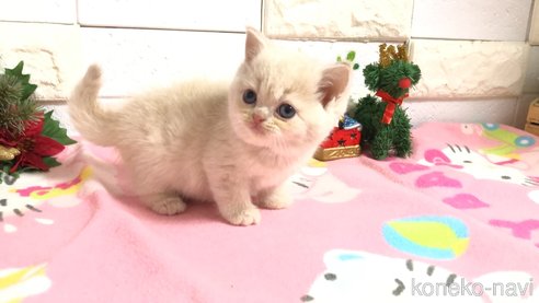 成約済の埼玉県のマンチカン-71248の19枚目