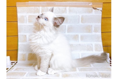 成約済の東京都のラグドール-70546の5枚目