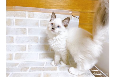 成約済の東京都のラグドール-70546の2枚目