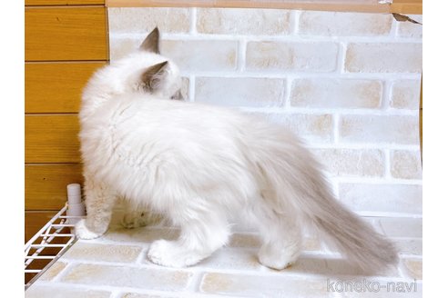 成約済の東京都のラグドール-70546の3枚目