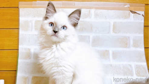 成約済の東京都のラグドール-70546の1枚目