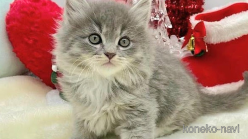 成約済の埼玉県のサイベリアン-68094の1枚目