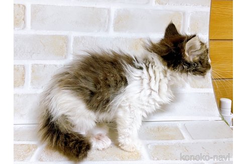 成約済の東京都のサイベリアン-71268の3枚目