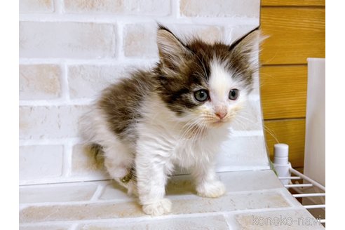 成約済の東京都のサイベリアン-71268の4枚目