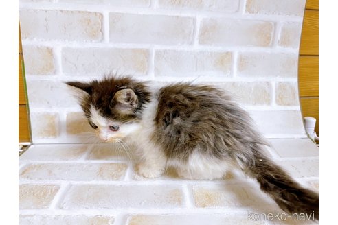 成約済の東京都のサイベリアン-71268の5枚目