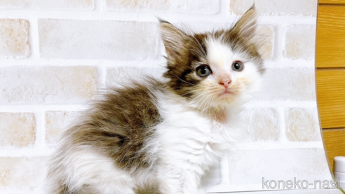 成約済の東京都のサイベリアン-71268の1枚目