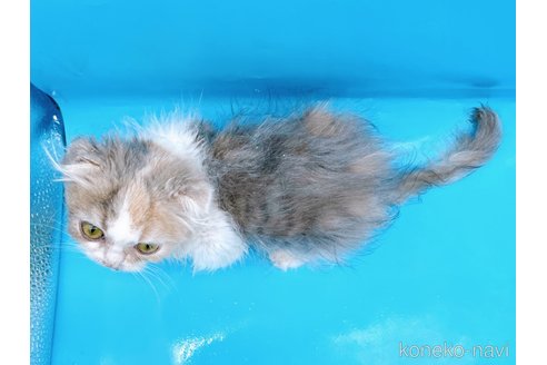 成約済の東京都のスコティッシュフォールド(折れ耳)-71267の5枚目