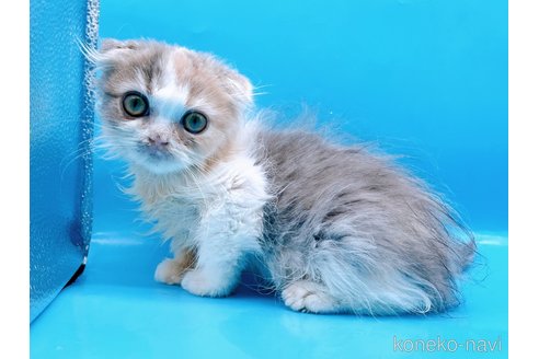 成約済の東京都のスコティッシュフォールド(折れ耳)-71267の2枚目