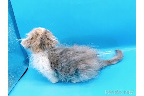 成約済の東京都のスコティッシュフォールド(折れ耳)-71267の3枚目