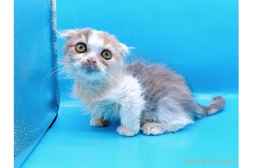 成約済の東京都のスコティッシュフォールド(折れ耳)-71267の4枚目