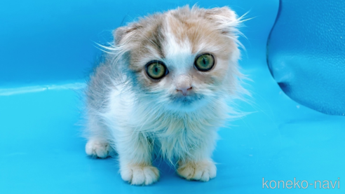 成約済の東京都のスコティッシュフォールド(折れ耳)-71267