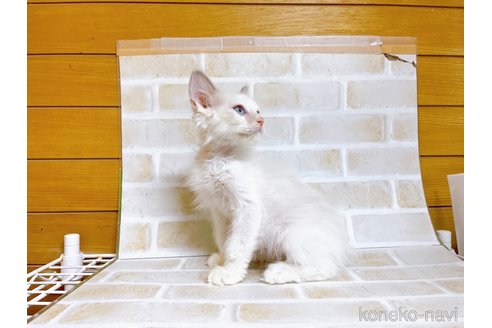 成約済の東京都のラグドール-71269の2枚目