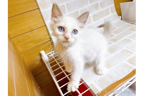 成約済の東京都のラグドール-71269の3枚目