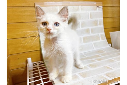 成約済の東京都のラグドール-71269の4枚目