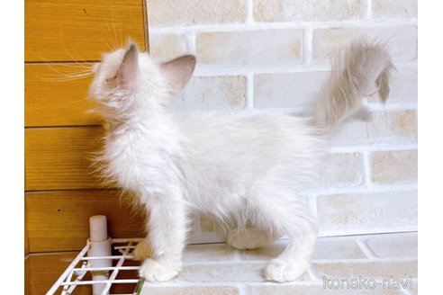 成約済の東京都のラグドール-71269の5枚目