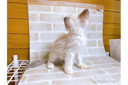 成約済の東京都のラグドール-71269の6枚目