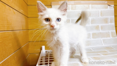 成約済の東京都のラグドール-71269の1枚目