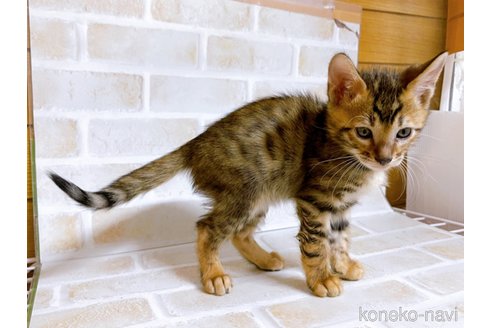 成約済の東京都のトイガー-71270の2枚目