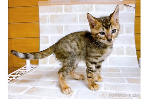 成約済の東京都のトイガー-71270の4枚目