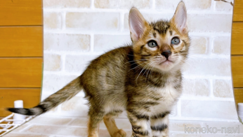 成約済の東京都のトイガー-71270の1枚目