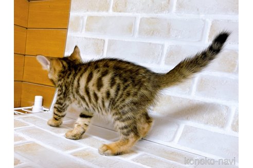 成約済の東京都のトイガー-71271の2枚目