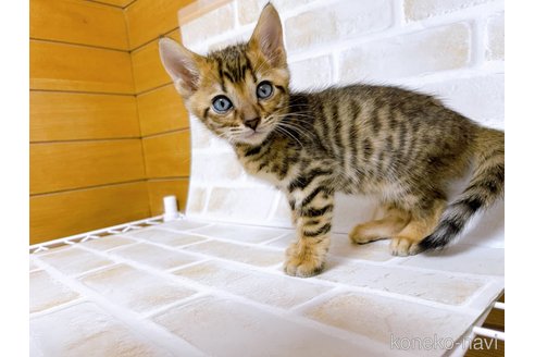 成約済の東京都のトイガー-71271の3枚目