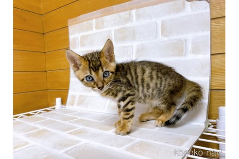 成約済の東京都のトイガー-71271の4枚目