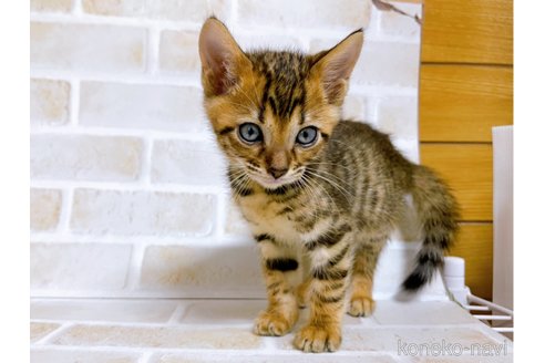 成約済の東京都のトイガー-71271の5枚目