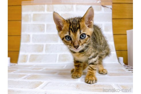 成約済の東京都のトイガー-71271の6枚目