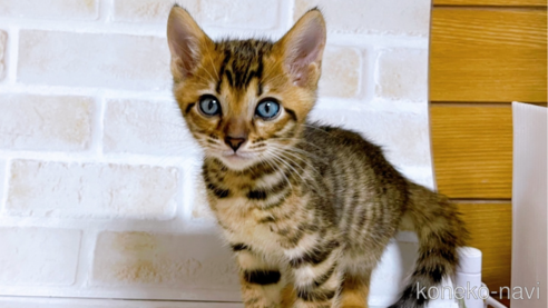 成約済の東京都のトイガー-71271の1枚目