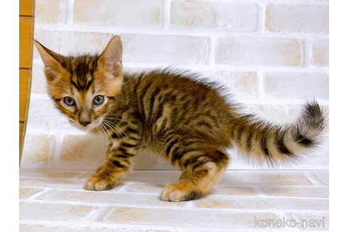 成約済の東京都のトイガー-71272の2枚目