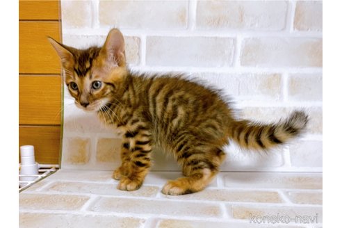 成約済の東京都のトイガー-71272の3枚目