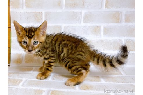 成約済の東京都のトイガー-71272の4枚目