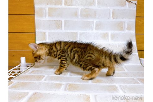 成約済の東京都のトイガー-71272の5枚目