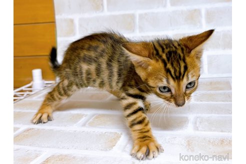 成約済の東京都のトイガー-71272の6枚目