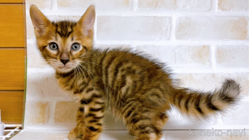 成約済の東京都のトイガー-71272の1枚目