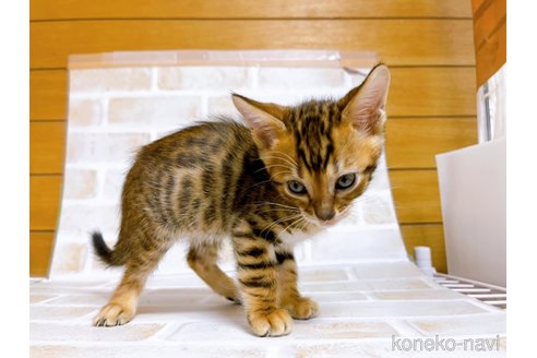 成約済の東京都のトイガー-71273の2枚目