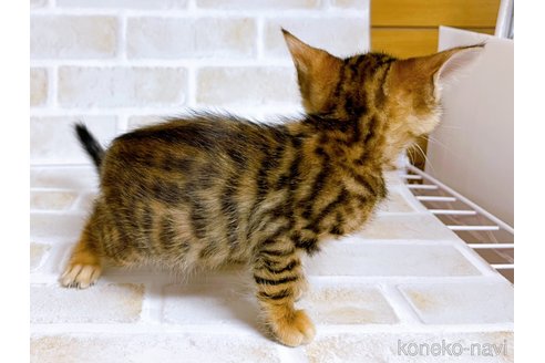 成約済の東京都のトイガー-71273の3枚目