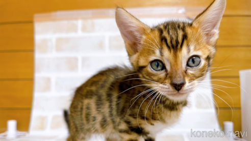 成約済の東京都のトイガー-71273の1枚目