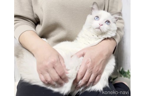 成約済の静岡県のラグドール-71297の5枚目